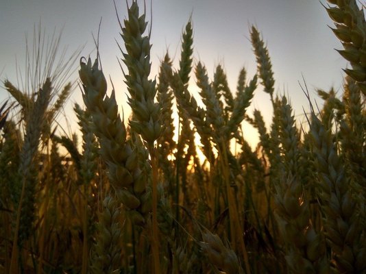 Noticias ITT. Gran aumento en la cosecha de cereal.